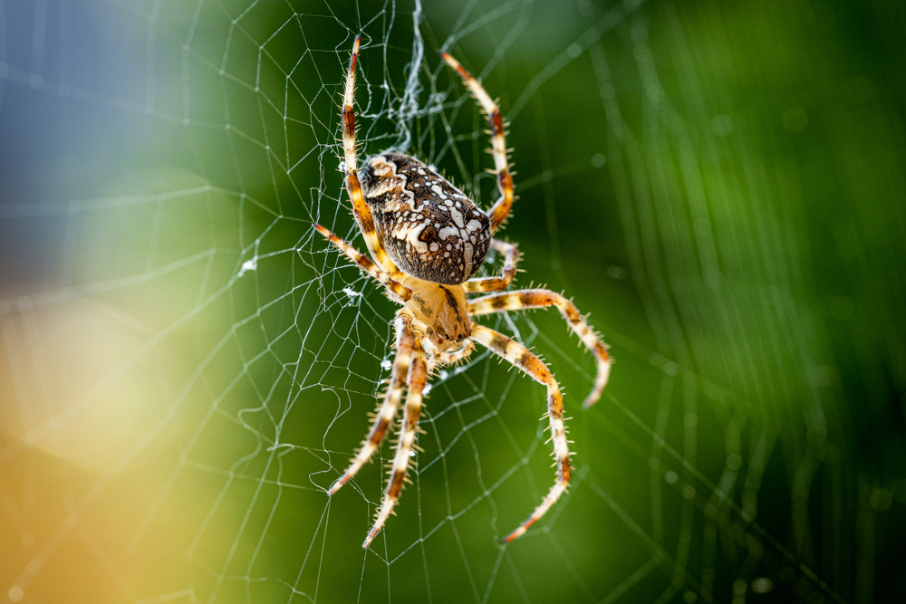 Most cities in the UK are invaded by garden spiders.