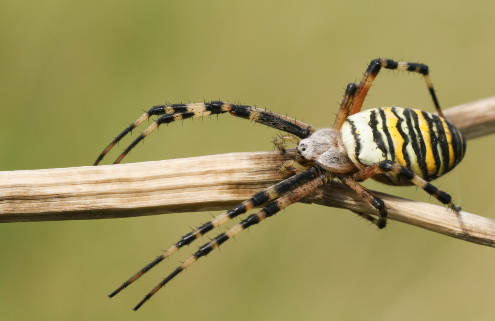 London are most likely to be invaded by wasp spiders.